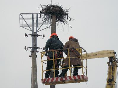 65 nests found in the northeast part of the region are to be reconstructed.