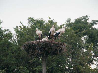 Introduction and project objectives S i n c e 1 9 7 4 t h e monitoring of White Storks populations has been carried out in Northeast U k r a i n e.