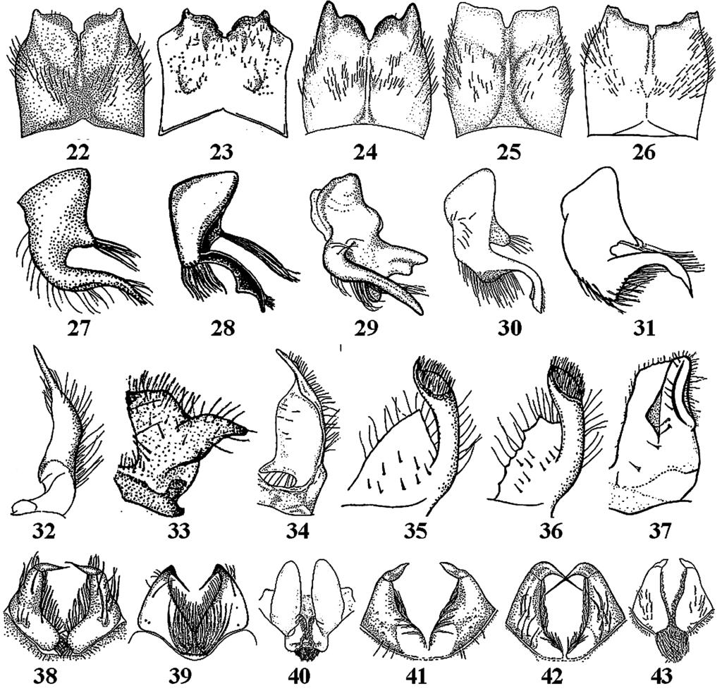 H. Koç Tipula (Lunatipula) jaroslavi sp. n. (Figs 12 19) Type material. Holotype., Turkey, Aydın, Çine, Söğütçük Village (37 27 N 28 08 E), 400 m a.s.l., 6.V.2004 (leg. H.Koç, A.Karaman). Paratypes.