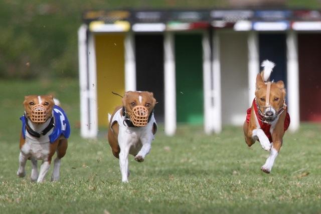BCOA Bulletin Board May 2014 SOLICITING NOMINATIONS For AKC & ASFA Lure Coursing Judges for 2015 National at Gettysburg, PA. Please send your nominations to Kim Brown at Brownk2570@gmail.