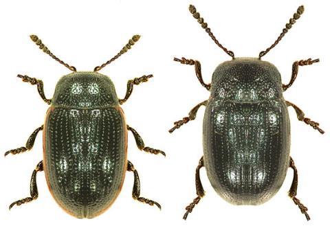 Genus Hydrothassa Translated and adapted from Lompe A (2012), Käfer Europas: Hydrothassa 1 Pronotum with a red border and much narrower than the base of the elytra. Body more elongate.