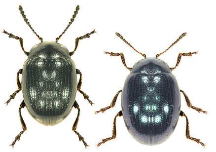 3 Generally blue species. Aedeagus as shown.