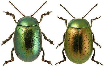 ...... Chrysolina brunsvicensis Widespread in Great Britain, but becoming rare towards the north.