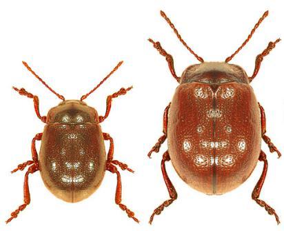 16 Upper and lower surface of the body uniformly brownish. Elytra at most with a weak brassy sheen. Pronotum with the front angles rounded; pronotum broadest in the middle.
