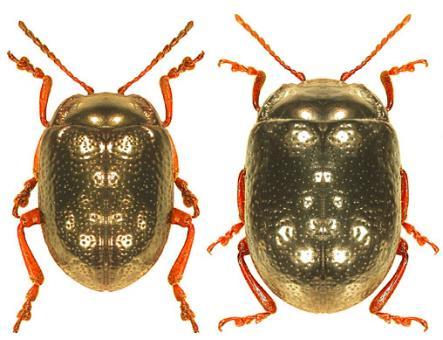 Widespread and common in Britain. Body two-coloured. Underside predominantly brownish. Upper surface dark metallic (olivaceous bronze to coppery-red or purple).