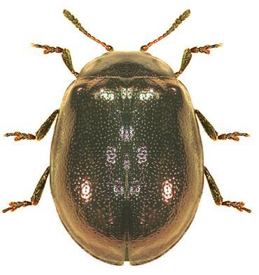 6 Small dark beetle, length 3-4 mm. Undersurface flatter.
