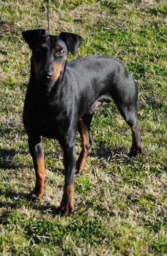 Black JD (Manchester Terrier) Wig 2nd Place Novice Agility P Looker s Ch Robmond Pantheon blue