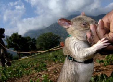 the way communities can use this technology to save life and create economic conditions for success. TED has a video about Bart and his HeroRATs (go to TED.