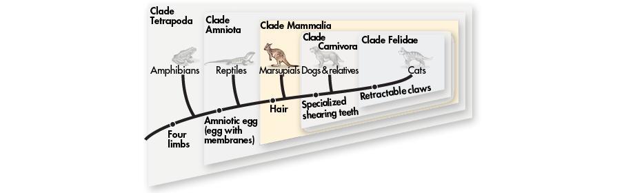 Reading Cladograms Each derived character defines a clade.