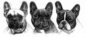 DON'T FORGET OUR NEXT OPEN SHOW 30th NOVEMBER 2014 Judge: Dawn Law (Delaws) IMPORTANT INFORMATION REGARDING IDENTIFICATION OF DOGS It is now a Kennel Club requirement that exhibitors display the