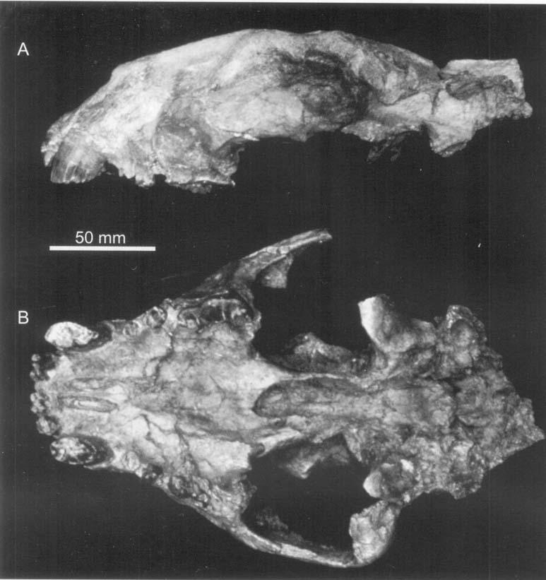 156 L. WEMIELIN and M. E. LEWIS Figure 4. Dinofelis cranium OM0 28-67-1075 from Member B, Shungura Formation, Omo. Ethiopia in A, lateral and B, ventral view.