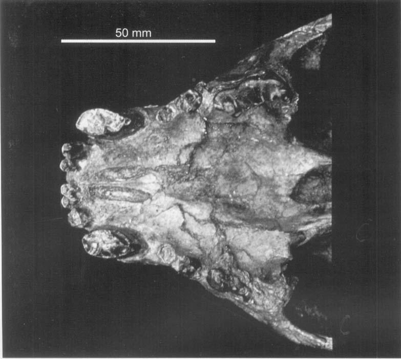 DINOFELIS (MAMMALIA, FELIDAFJ 157 Figure 5. Detail of palate and dentition of Dinofelis cranium OM0 28-67-1075 from Member B, Shungura Formation, Omo, Ethiopia.