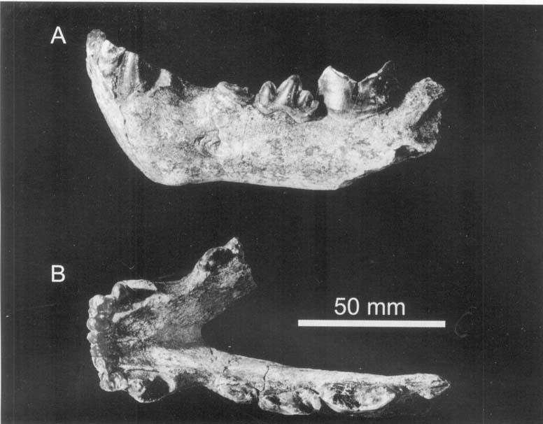 162 L. WERDELIN and M. E. LEWIS Figure 9. Mandible KNM-ER 1549 from the Upper Burgi Member, Koobi Fora Formation, Kenya in A, left buccal and B, dorsal view.