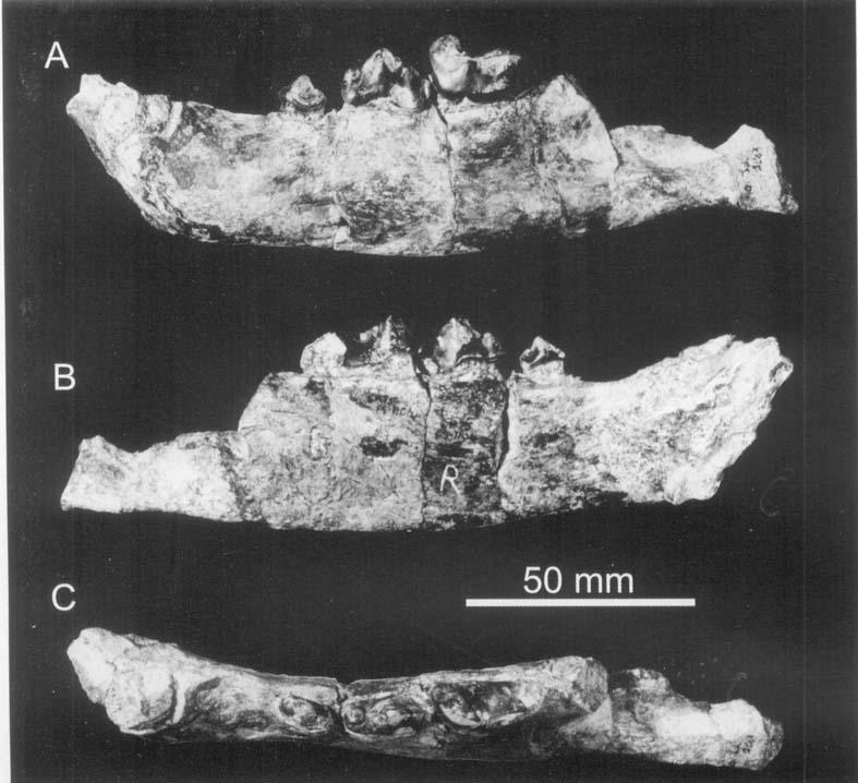- DINOFELIS (MAMMALIA, FELIDAE) 163 Figure 10. Left mandibular ramus of KNM-ER 3880A from the Upper Burgi Member, Koobi Fora Formation, Kenya in A, buccal, B, lingual and C, dorsal view.