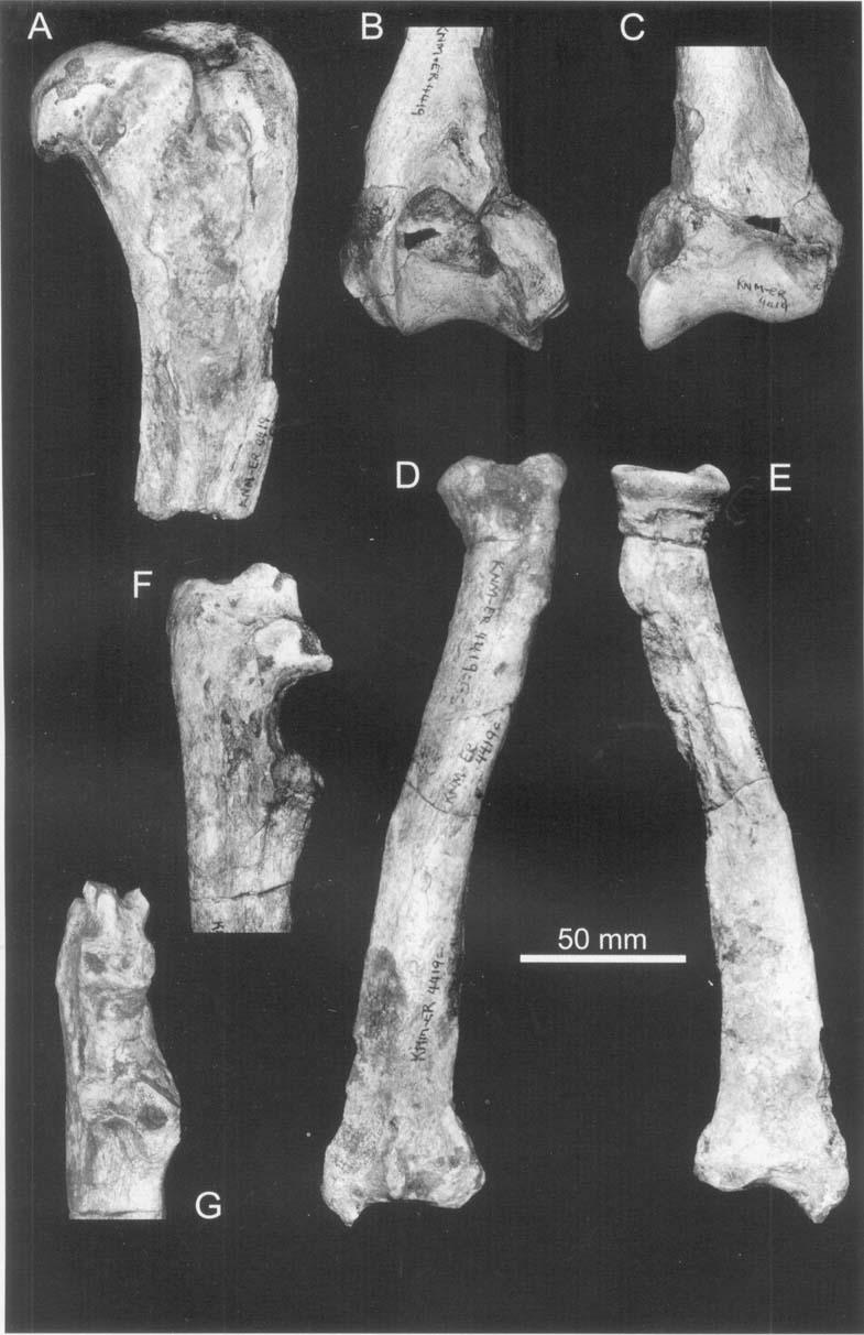 164 L. WERDELIN and M. E. LEWIS Figure 11. Thoracic limb elements of KNM-ER 4419 from the Upper Burgi Member, Koobi Fora Formation, Kenya.