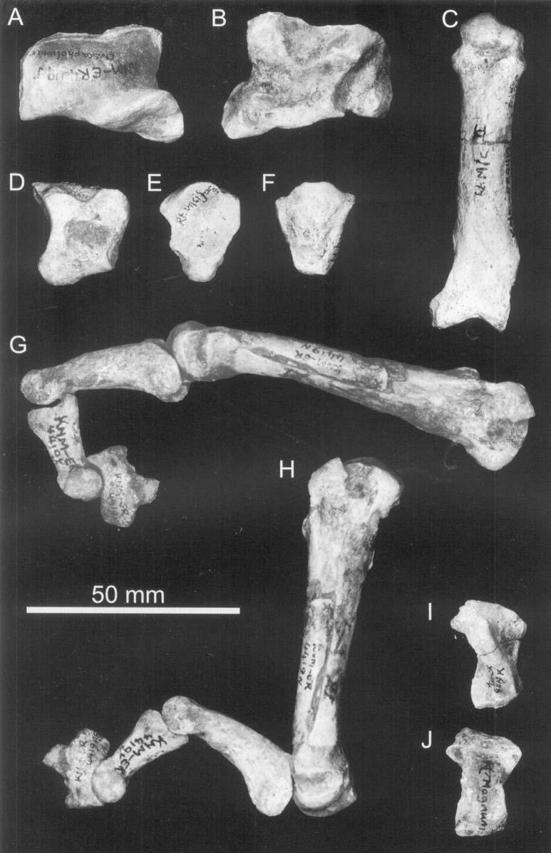 166 L. WERDELIN and M. E. LEWIS Figure 13. Elements of the manus of KNM-ER 4419 from the Upper Bwgi Member, Koobi Fora Formation, Kenya.