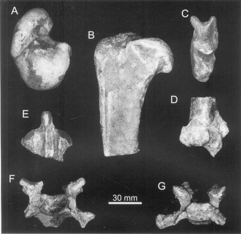 170 L. WERDELIN and M. E. LEWIS Figure 15. Postcranial material of KNM-ER 3880 from the Upper Burgi Member, Koobi Fora Formation, Kenya. A, proximal part of left humerus KNM-ER 38803 in proximal view.