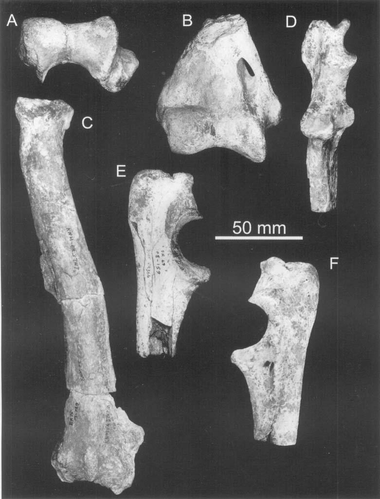 172 L. WERDELIN and M. E. LEWIS Figure 16. Miscellaneous elements of the thoracic limb from the Koobi Fora Formation, Kenya.