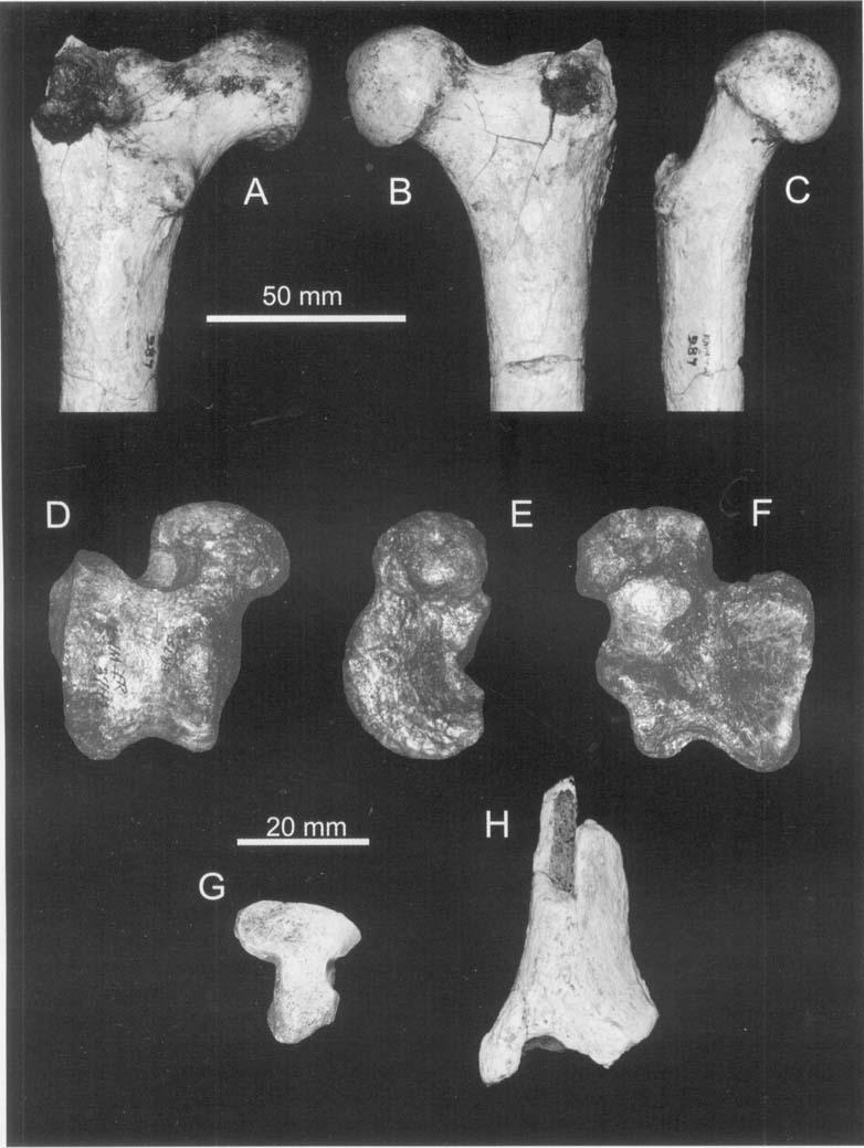 174 L. WERDELIN and M. E. LEWIS Figure 17. Miscellaneous elements of the pelvic limb from the Koobi Fora Formation, Kenya.