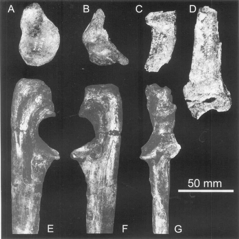 176 L. WERDELIN and M. E. LEWIS Figure 18. Thoracic limb elements of KNM-ER 722 from the Okote Member, Koobi Fora Formation, Kenya. A, glenoid fossa of scapula KNM-ER 722A.