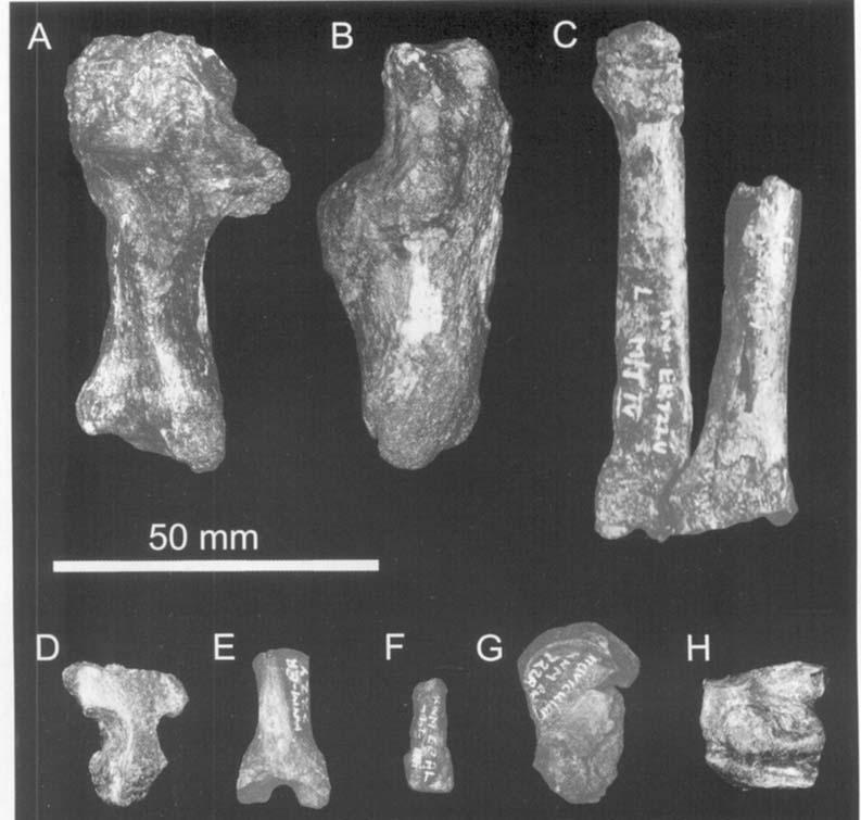 DINOFELIS (MAMMALIA, FELIDAE) 179 Figure 20. Elements of the pes of KNM-ER 722 from the Okote Member, Koobi Fora Formation, Kenya. A & B, left calcaneum KNM-ER 7226 in A, dorsal and B, medial view.