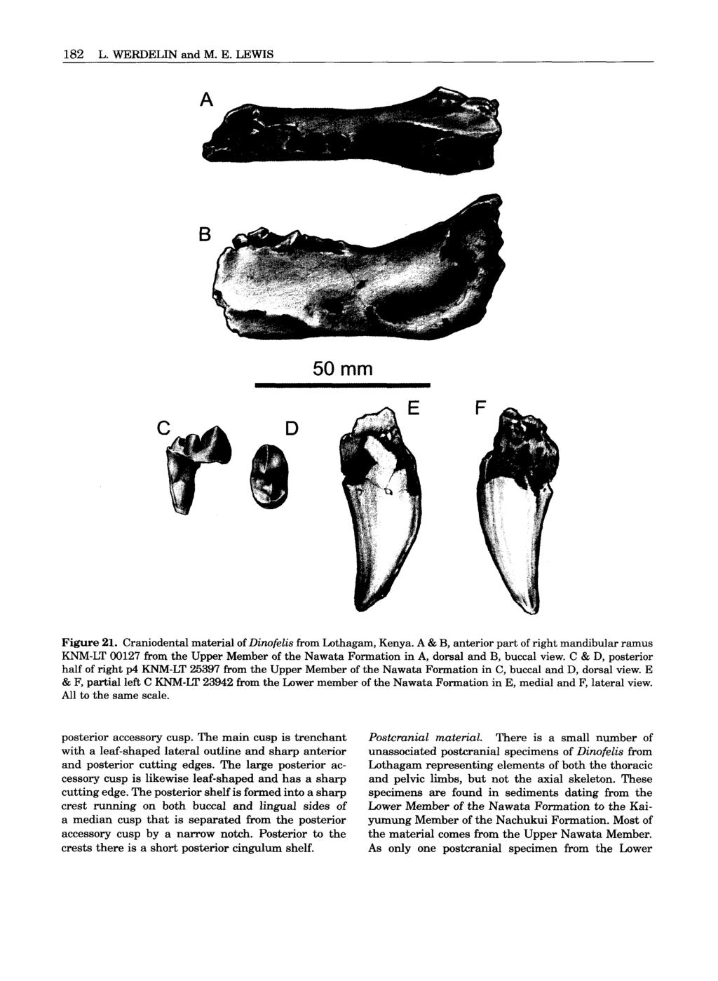 182 L. WERDELIN and M. E. LEWIS B D 50 mm Figure 21. Craniodental material of Dinofelis from Lothagam, Kenya.