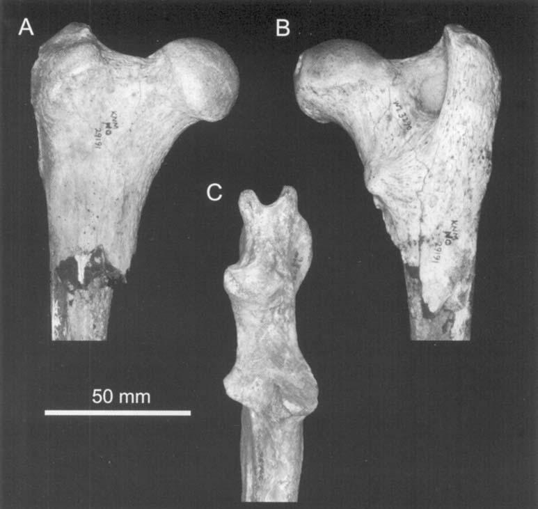 186 L. WERDELIN and M. E. LEWIS Figure 23. Postcranial material of Dinofelis from Nakoret, Kenya. A & B, proximal part of right femur KNM-NO 29191 in A, anterior and B, posterior view.
