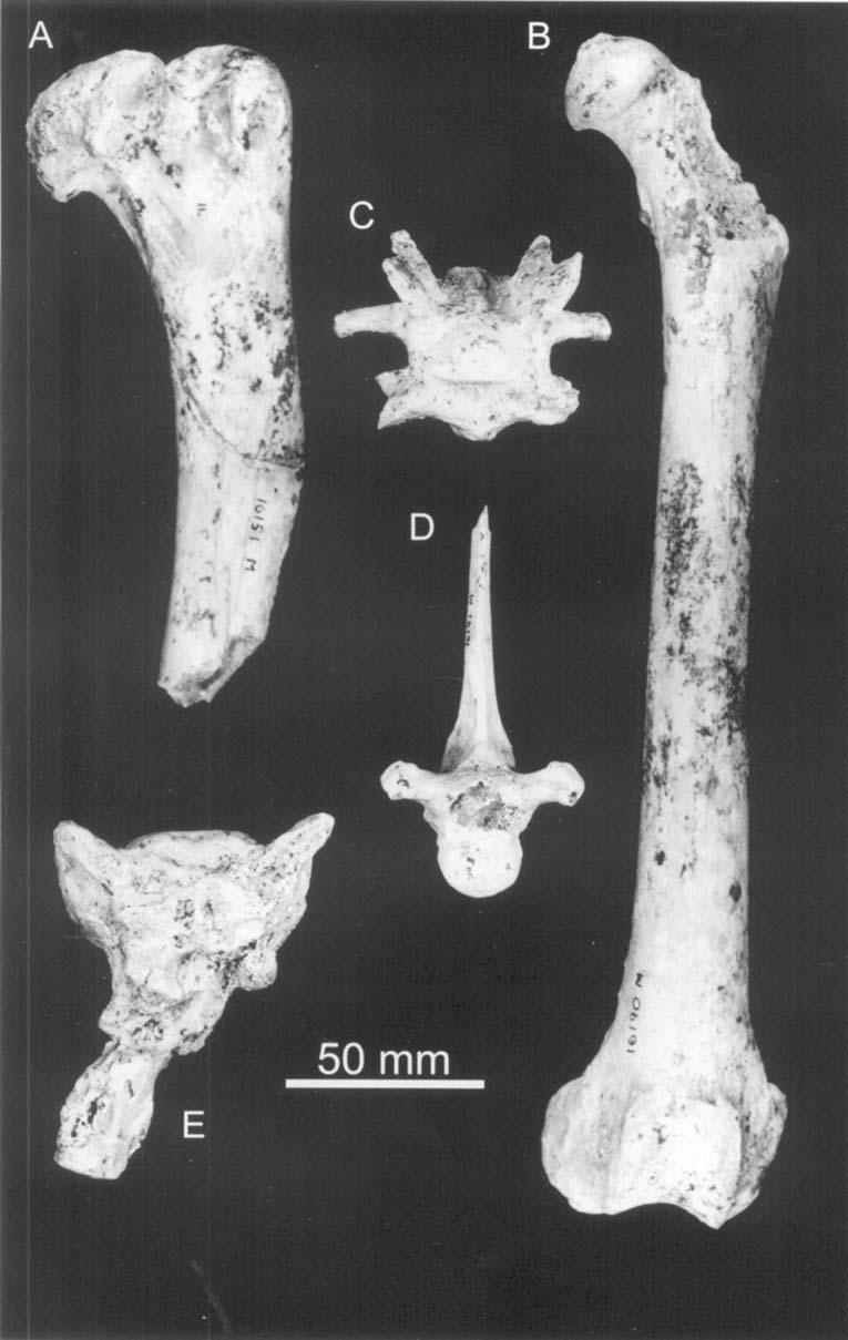 - DINOFELIS (MAMMALJA, FELIDAE) 189 Figure 25. Postcranial material of Dinofelis from Makapansgat Member 2, South Africa. A, proximal part of left humerus M 16151 in medial view.