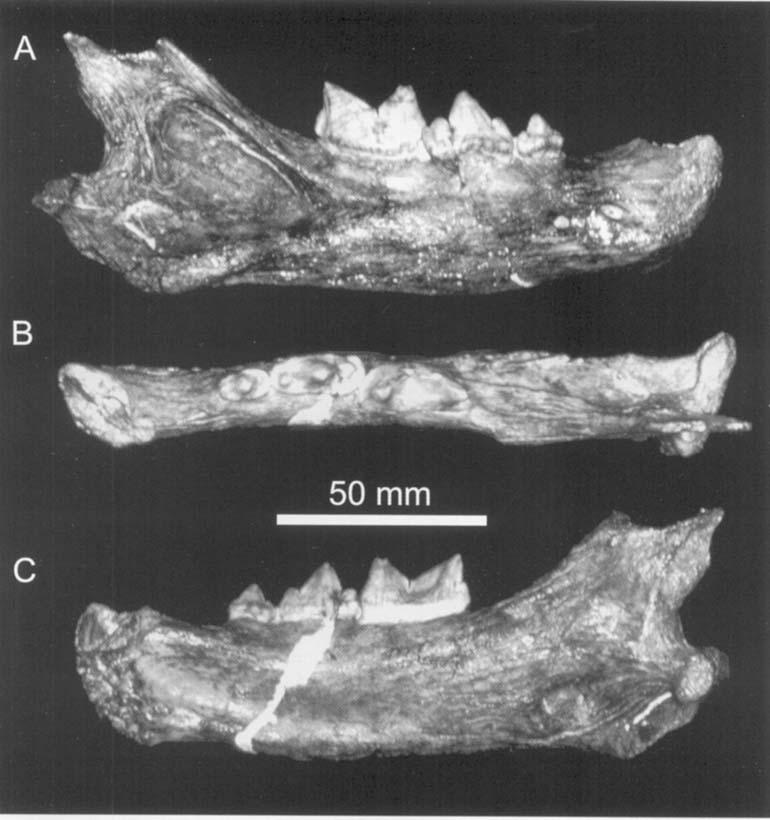192 L. WERDELIN and M. E. LEWIS Figure 26. Right mandibular ramus of (BPI) M 607 from Makapansgat, Member 3, South Africa in A, buccal, B, occlusal and C, lingual view. (BPI) M 607. Additional material attributed to D.