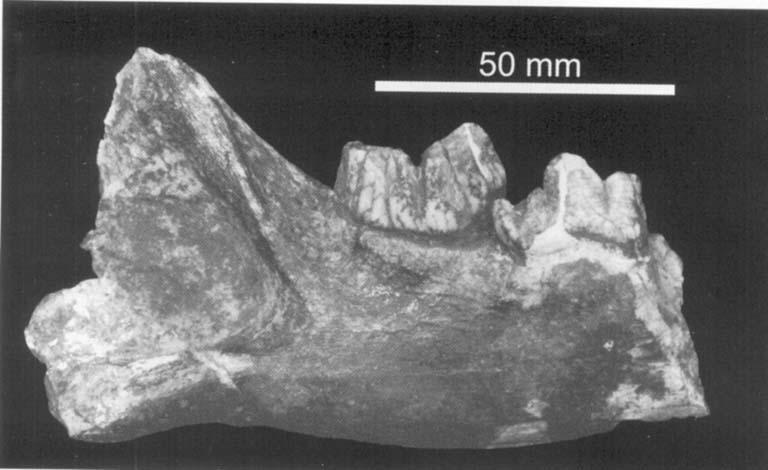 194 L. WERDELIN and M. E. LEWIS Figure 28. Partial right mandibular ramus, SK 335, from Swartkrans, Member 1 in buccal view.