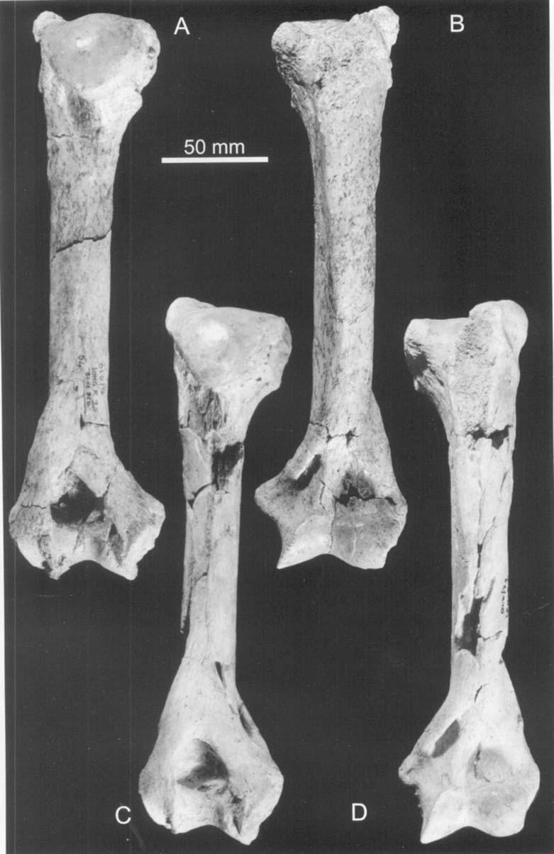 DINOFELIS (hmmmalia, FELIDAE) 195 Figure 29. Humeral specimens of Dinofelis from Olduvai Gorge Bed I, Tanzania.