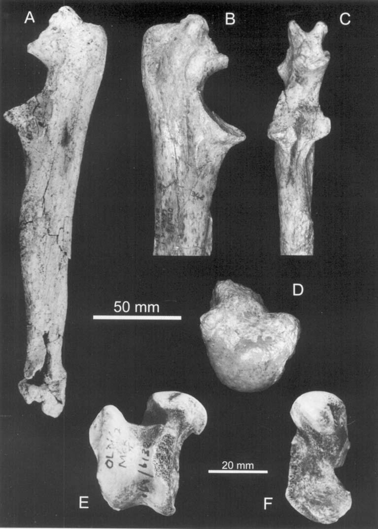 196 L. WERDELIN and M. E. LEWIS Figure 30. Specimens of the appendicular skeleton of Dinofelis from Olduvai Gorge, Tanzania.