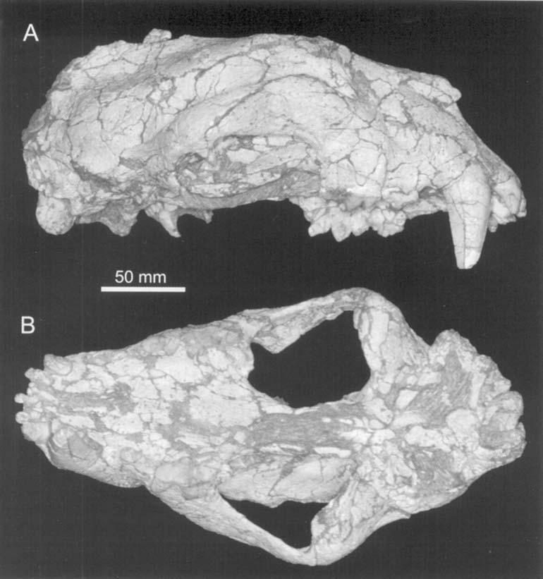 198 L. WERDELIN and M. E. LEWIS Figure 31. Holotype cranium of Dinofelis abeli, the genoholotype species of Dinofelis, PIU M 3657 in A, right lateral, B, ventral view.