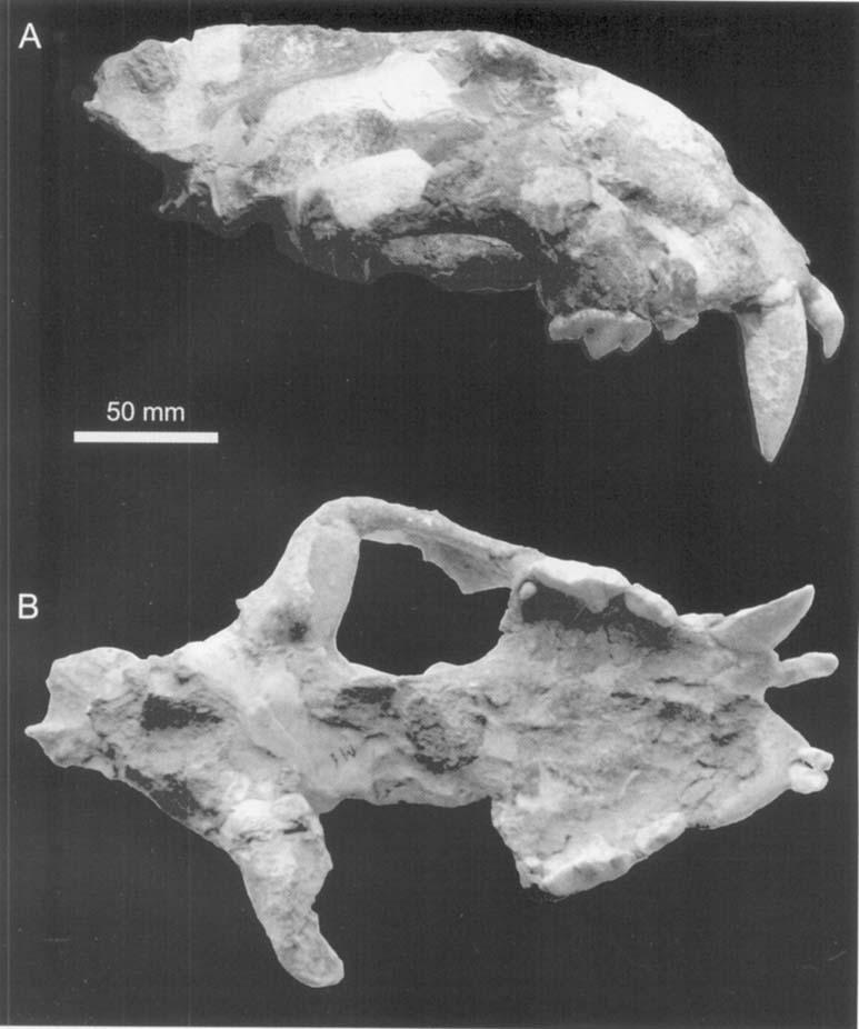 DINOFELIS (MAMMALIA, FELIDAE) 199 Figure 32. Cranium of Dinofelis sp. from Zemo Melaani, Republic of Georgia, M 1 in A, right lateral and B, ventral view.