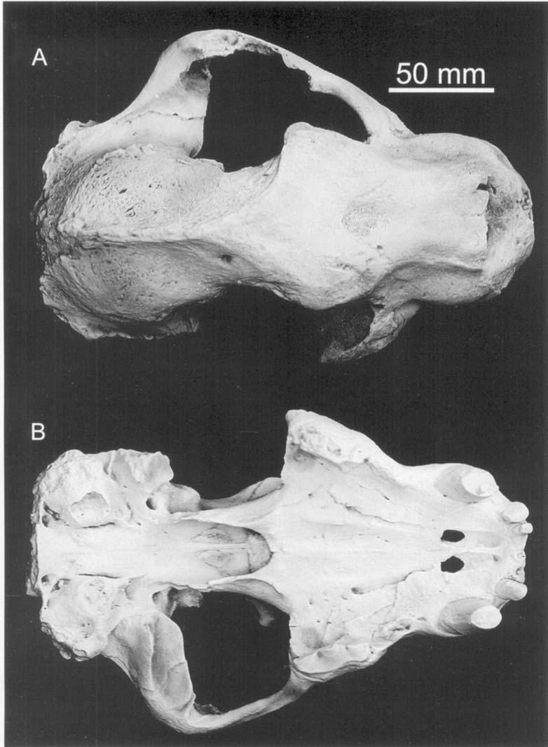 202 L. WERDELIN and M. E. LEWIS Figure 34. Cranium of D. cristutu from the Siwaliks of India, BM M 32148 in A, dorsal, B, ventral and C, left lateral view.