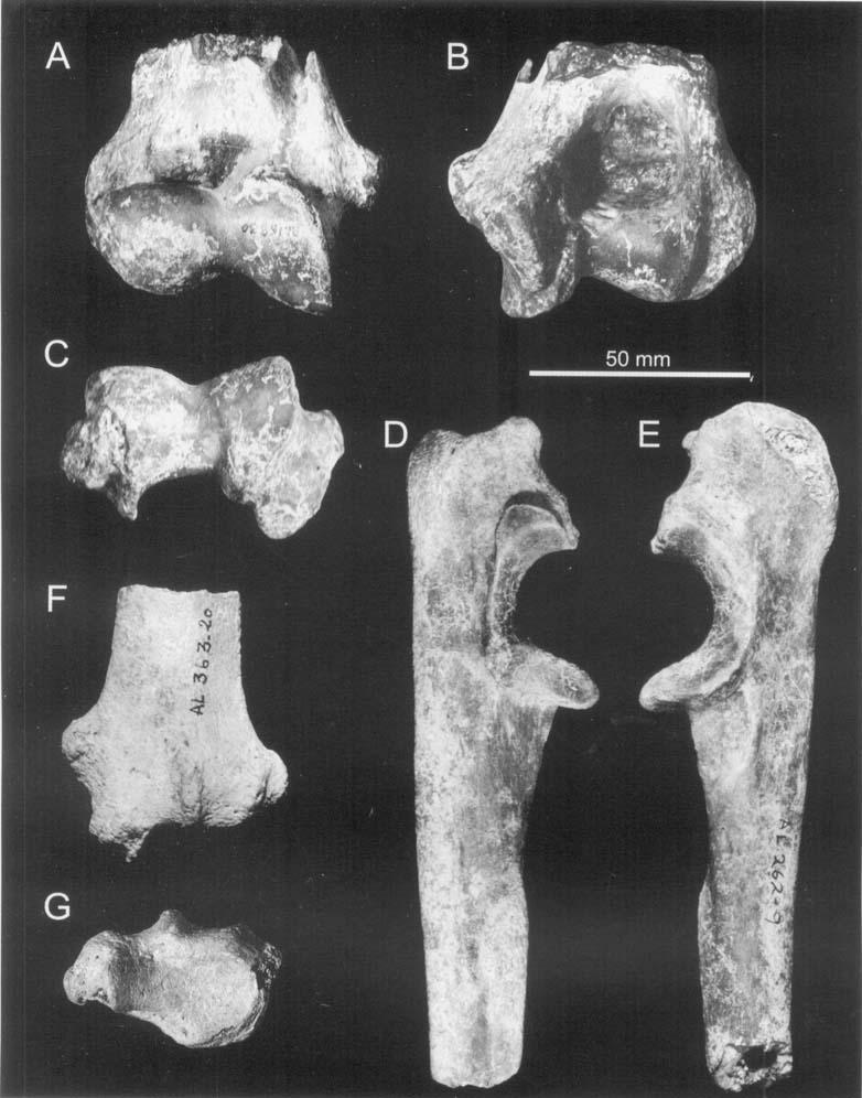 152 L. WERDELIN and M. E. LEWIS Figure 3. Postcranial material of Dinofelis from Hadar, Ethiopia.