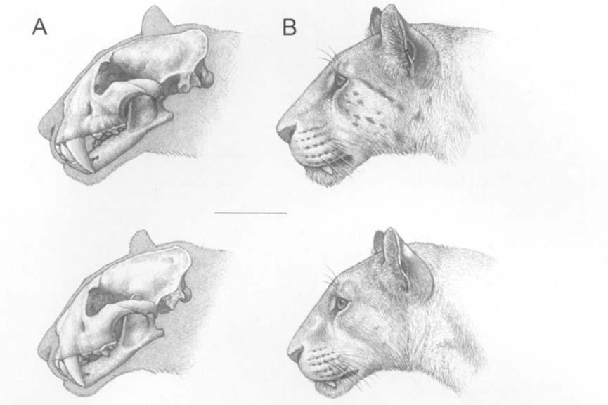 Despite the differences in skull size, the body sizes of these two taxa were roughly similar (Fig. 47). more similar to Panthera in D.
