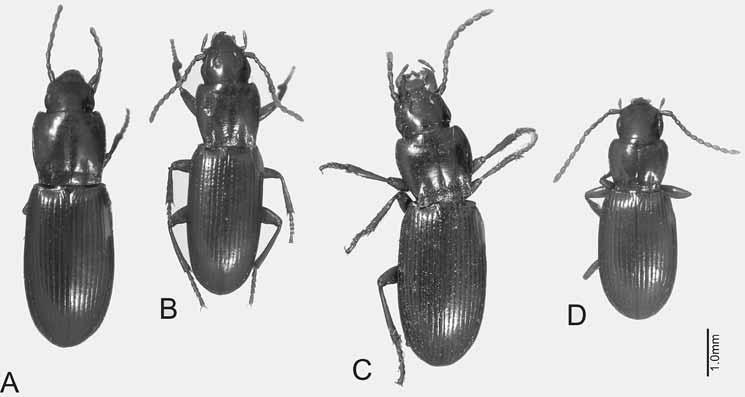 WILL: NEW SPECIES OF PTEROSTICHUS (LEPTOFERONIA) FROM CALIFORNIA 51 seta, medial concavity and preapical, low thick ridge. Aedeagus (Fig.