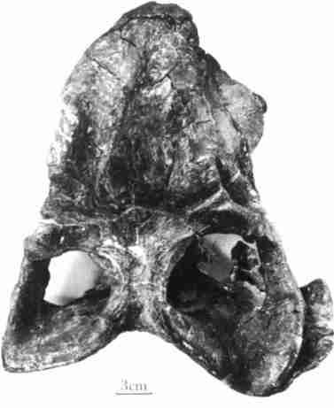 148 41 1 ( ) ( IVPP V 8311) Fig. 1 Skull of Xiyukannemeyeria brevirostris gen. nov.