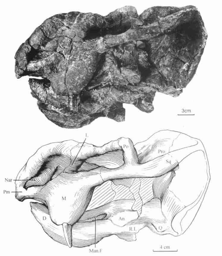 2 : 149 2 ( ) ( IVPP V 8311) Fig. 2 Skull of Xiyukannemeyeria brevirostris gen. nov.