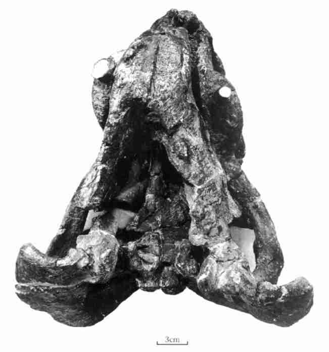 150 41 3 ( ) ( IVPP V 8311) Fig. 3 Skull of Xiyukannemeyeria brevirostris gen. nov.