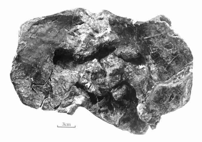 2 : 151 4 ( ) ( IVPP V 8311) Fig. 4 Skull of Xiyukannemeyeria brevirostris gen. nov.