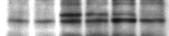 3x10 5 cells per 10 cm plate) and confluent (c, corresponding to 2x10 6 cells per 10 cm plate) naked mole-rat cells.