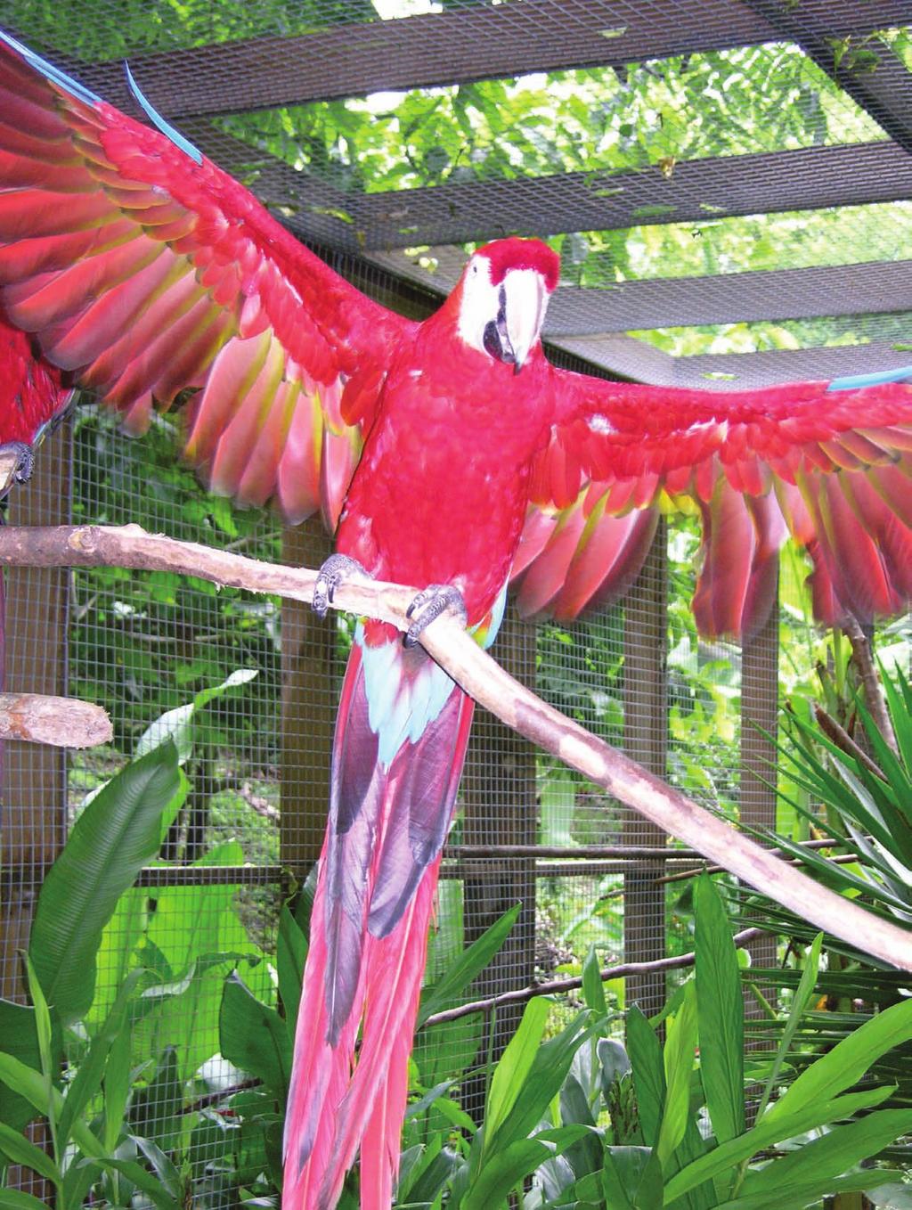 16 dig Two macaws: At left is a magnificent scarlet