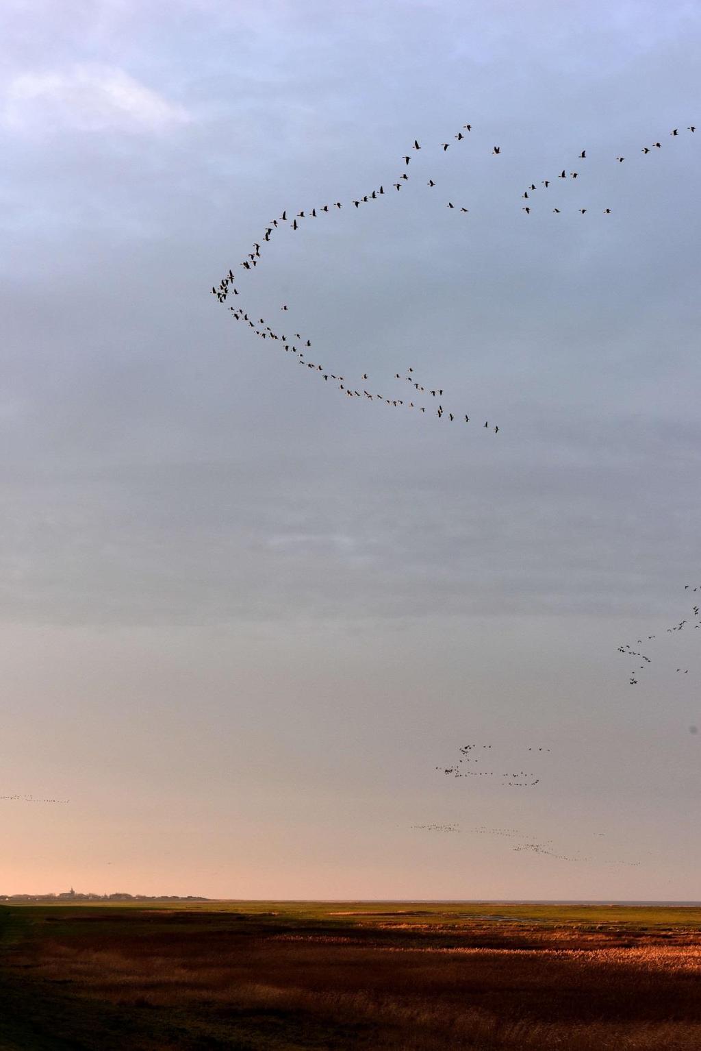 Morning flight of Pink-footed Geese, Ballum