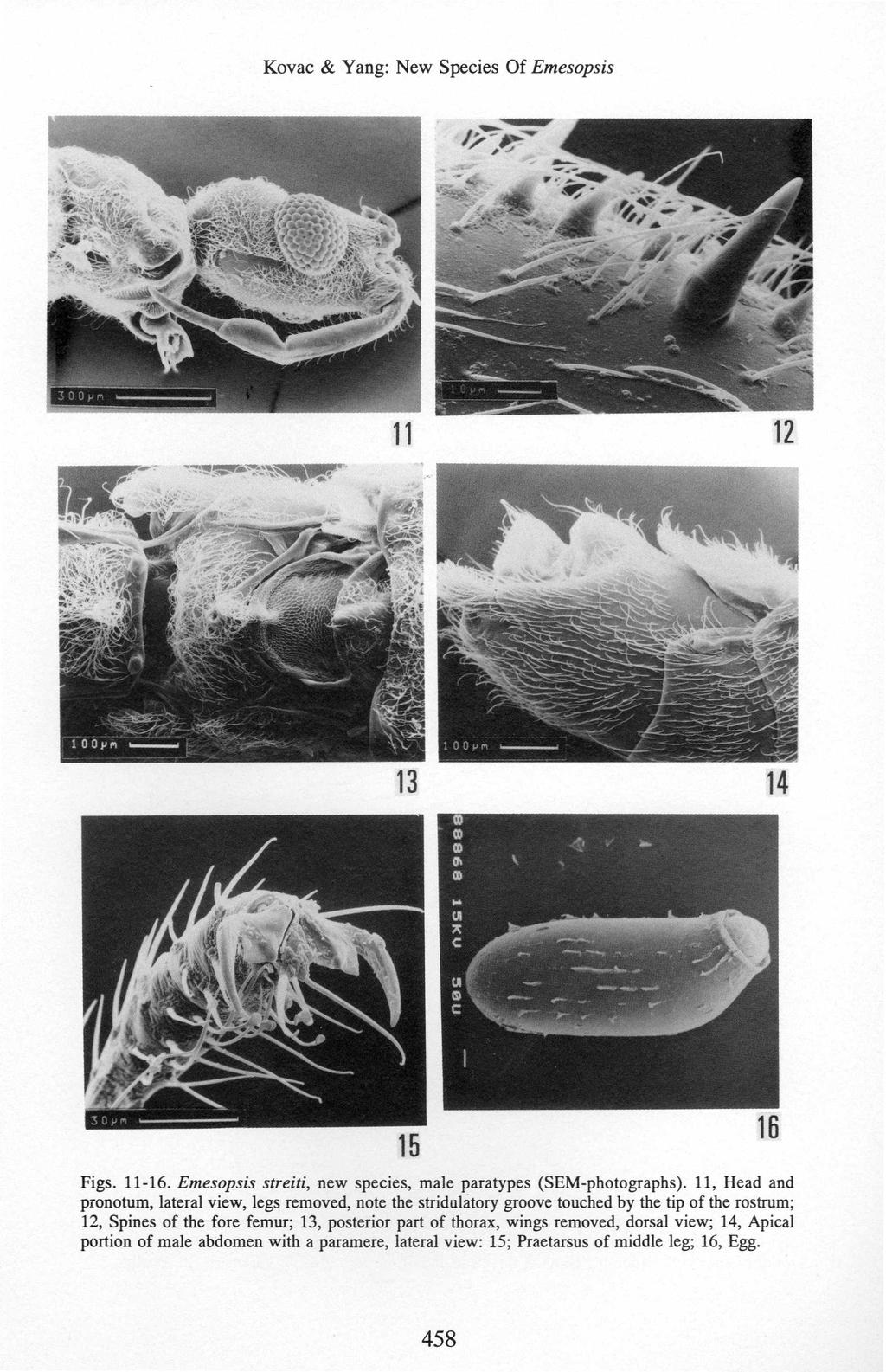 Figs. 11-16. Emesopsis streiti, new species, male paratypes (SEM-photographs).