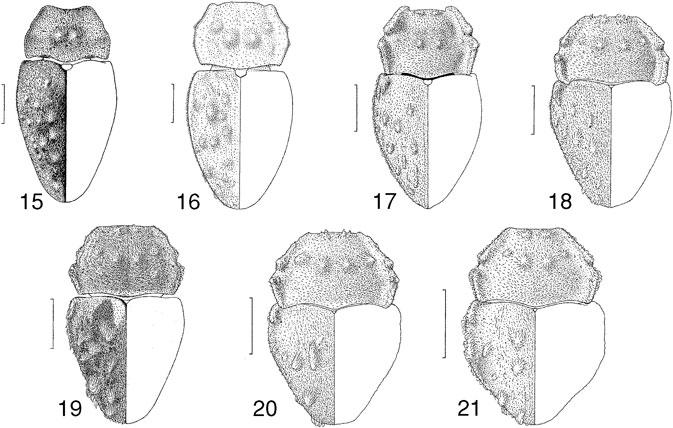 Classification of Cucujoidea Invertebrate Systematics 31 Figs 15 21. Dorsal views of adult Priasilpha: 15, P. obscura; 16, P. aucklandica, sp. nov.; 17, P. angulata, sp. nov.; 18, P. carinata, sp.