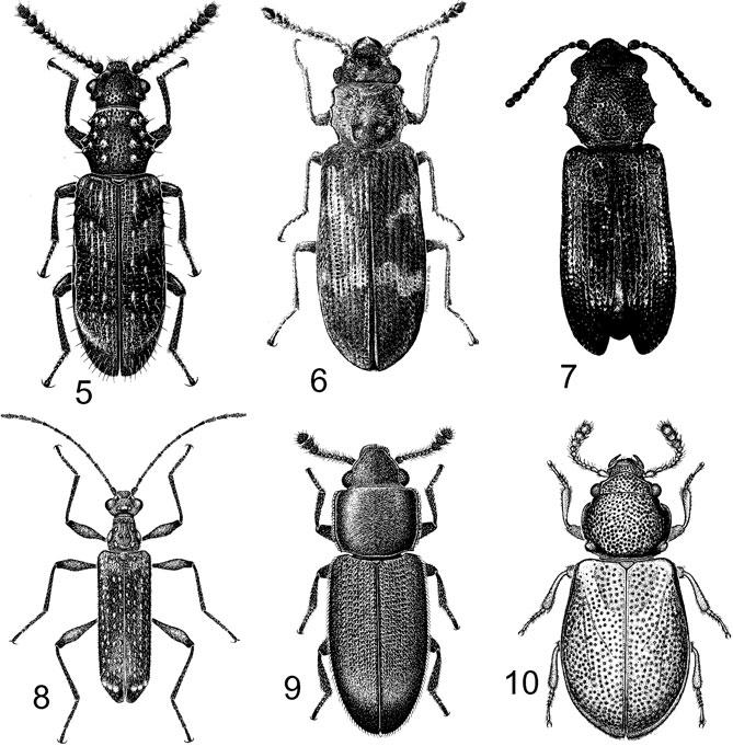 Classification of Cucujoidea Invertebrate Systematics 19 belong in this complex: one from Chile related to the Priasilphinae and one from Australia related to the Phloeostichinae and Hymaeinae; in