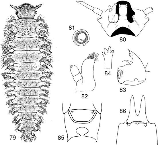 Classification of Cucujoidea Invertebrate Systematics 49 shorter. Antennomere 3 subequal in length to 4; first club segment ~1.25 as long as wide. Pronotum ~0.6 as long as wide (PL/ PW = 0.55 0.