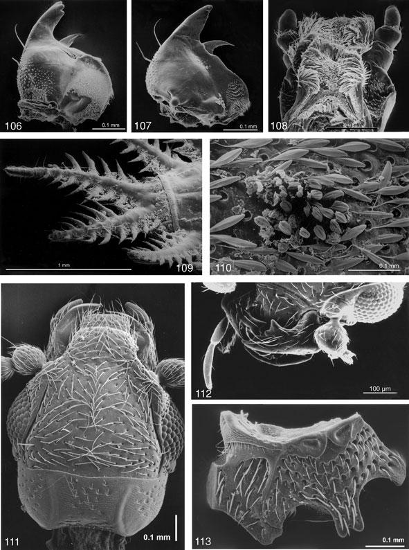 Classification of Cucujoidea Invertebrate Systematics 57 Figs 106 113. Adult and larval characters of basal Cucujoidea.